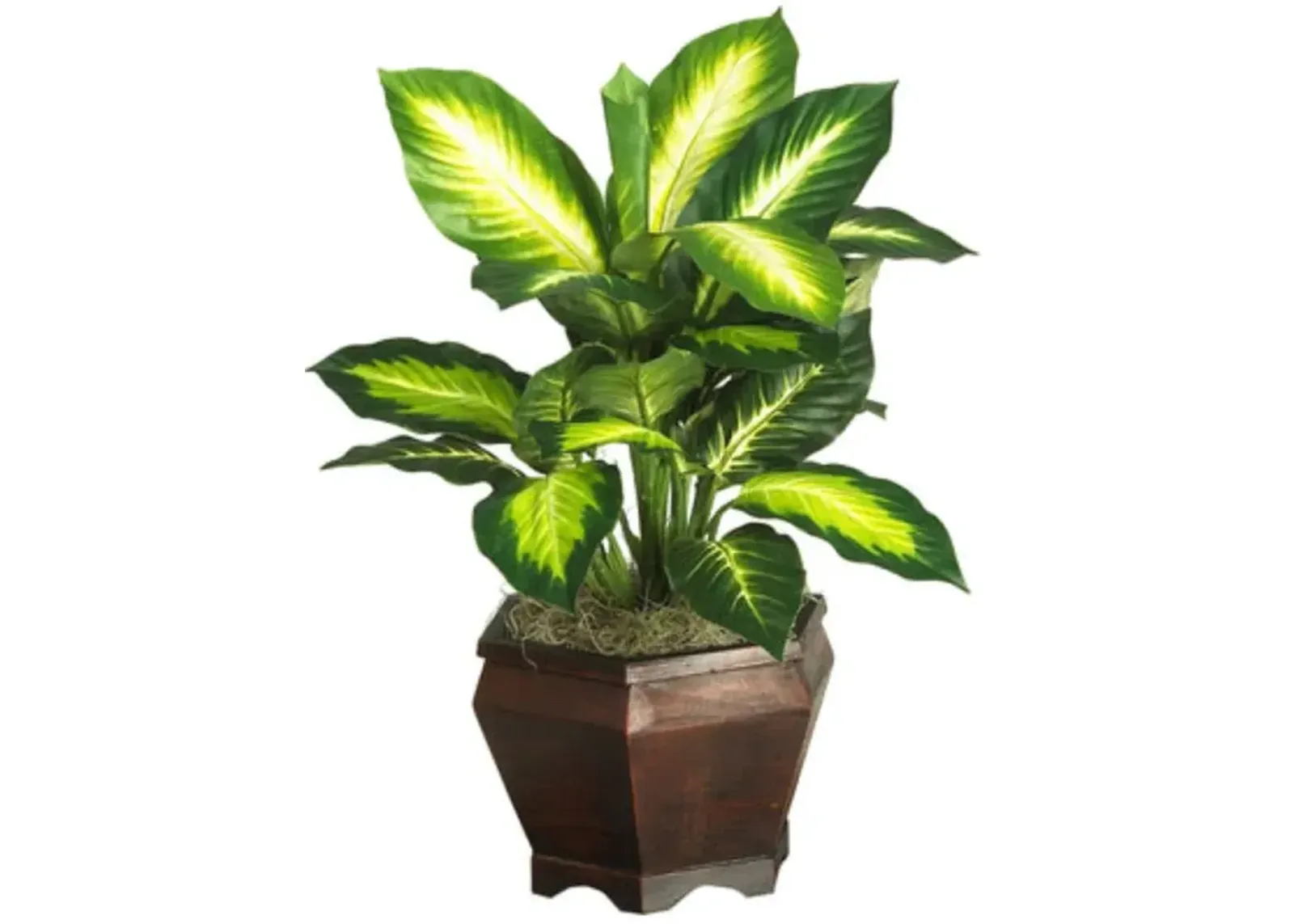 HomPlanti Golden Dieffenbachia w/Wood Vase Silk Plnat