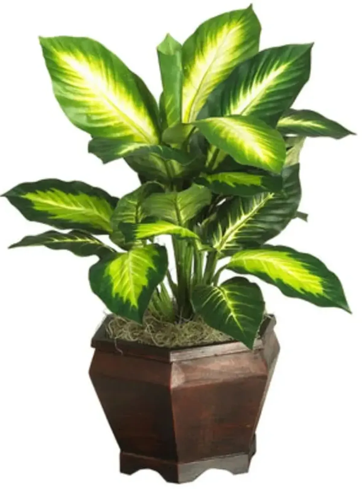 HomPlanti Golden Dieffenbachia w/Wood Vase Silk Plnat