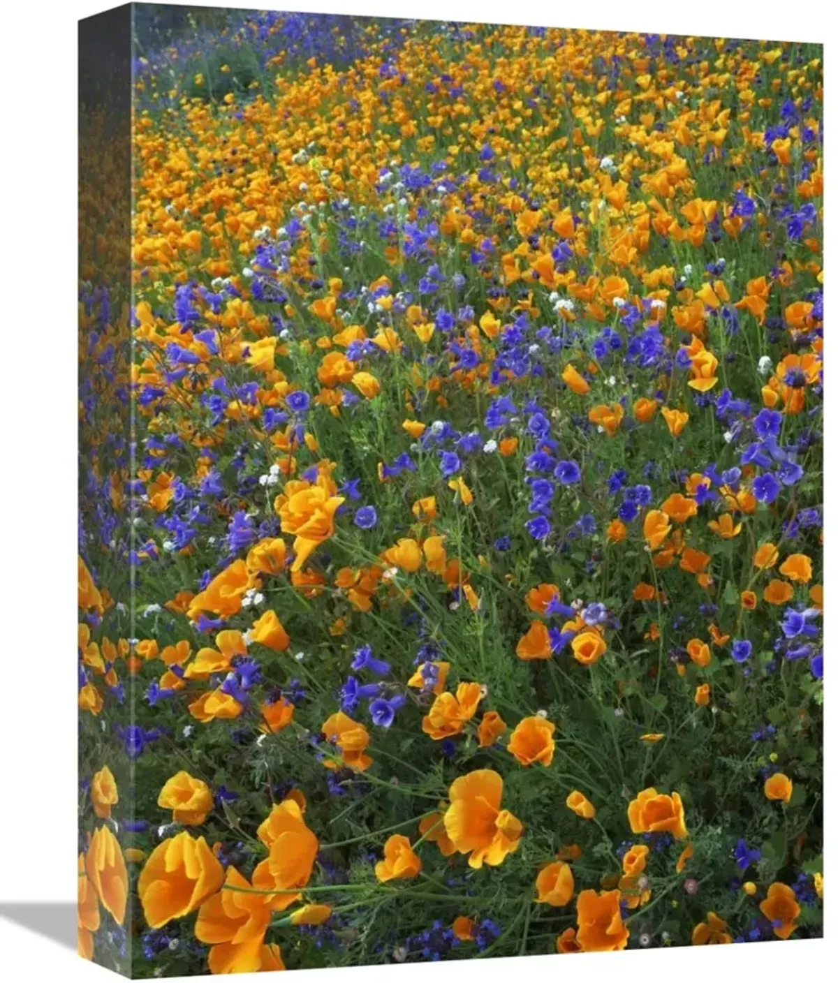 California Poppy and Desert Bluebell flowers, Antelope Valley, California-Canvas Art-12x16