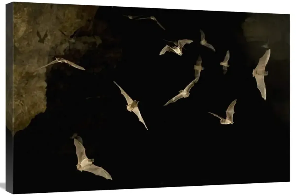 Brazilian Free-tailed Bat group emerging from James Eckert River Bat Cave at dusk, Texas-Canvas Art-36x24