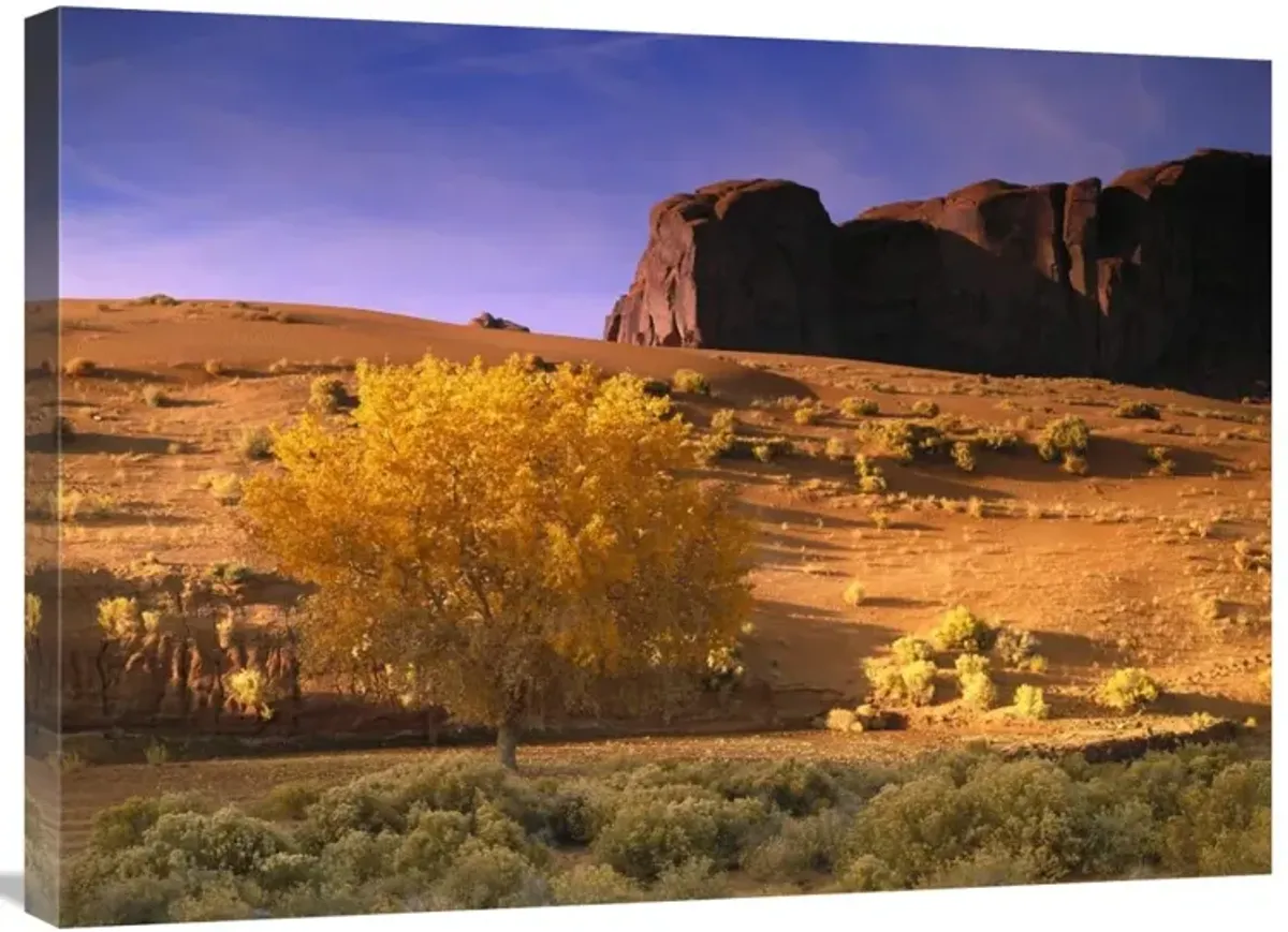 Cottonwood tree and Coyote bush with sand dunes, Monument Valley, Arizona-Canvas Art-32x24