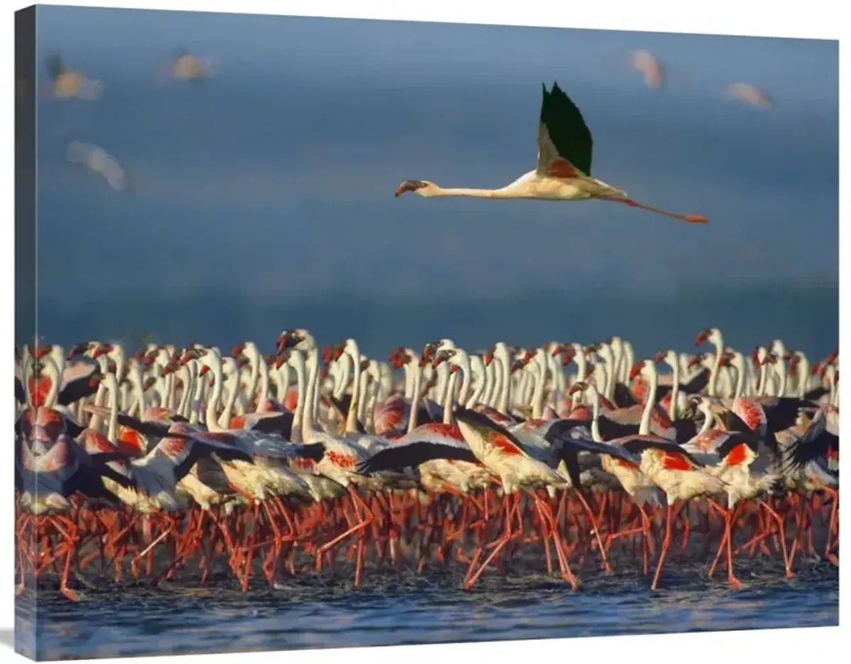 Lesser Flamingo flying over flock, Lake Nakuru, Kenya-Canvas Art-35x28