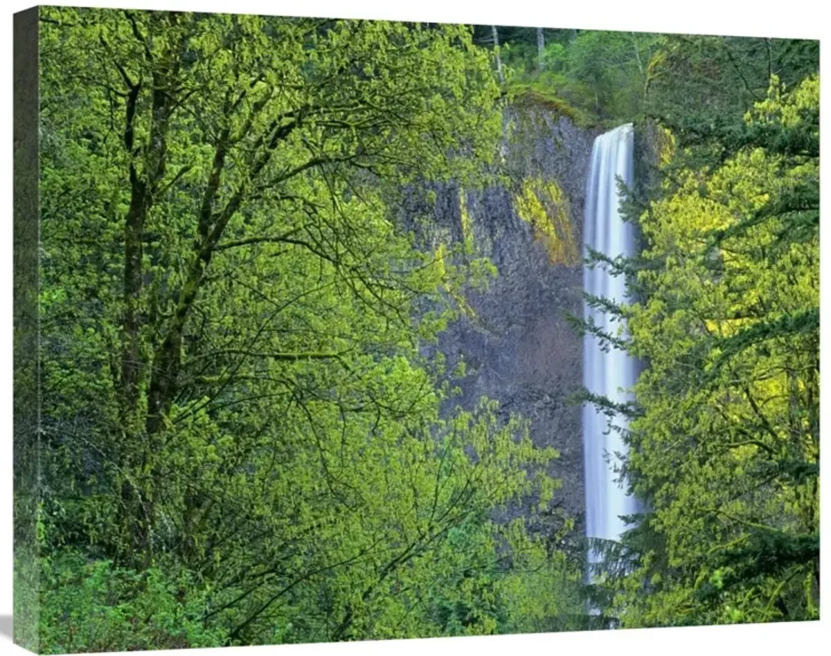 Latourell Falls, Columbia River Gorge near Portland, Oregon-Canvas Art-28x22