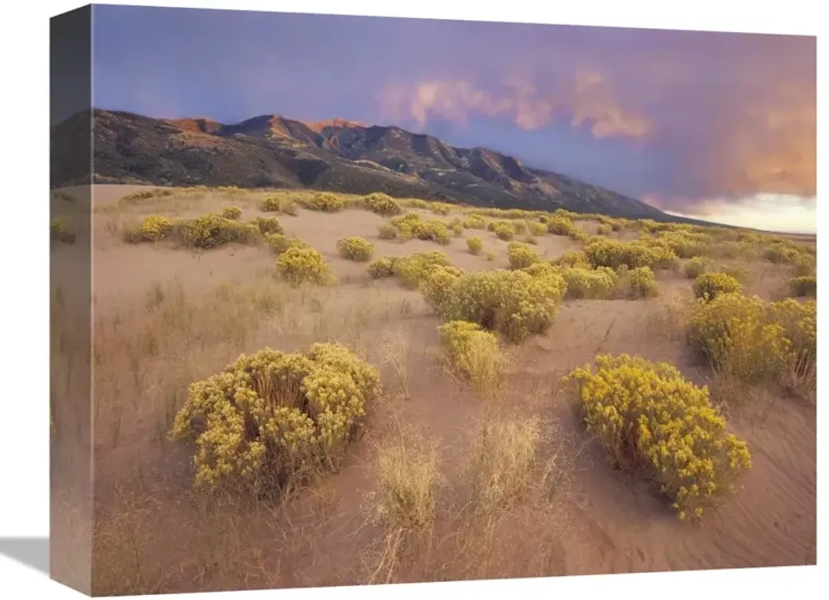 Sagewort on sand dune, Sangre de Cristo Mountains, Great Sand Dunes National Monument, Colorado-Canvas Art-16x12