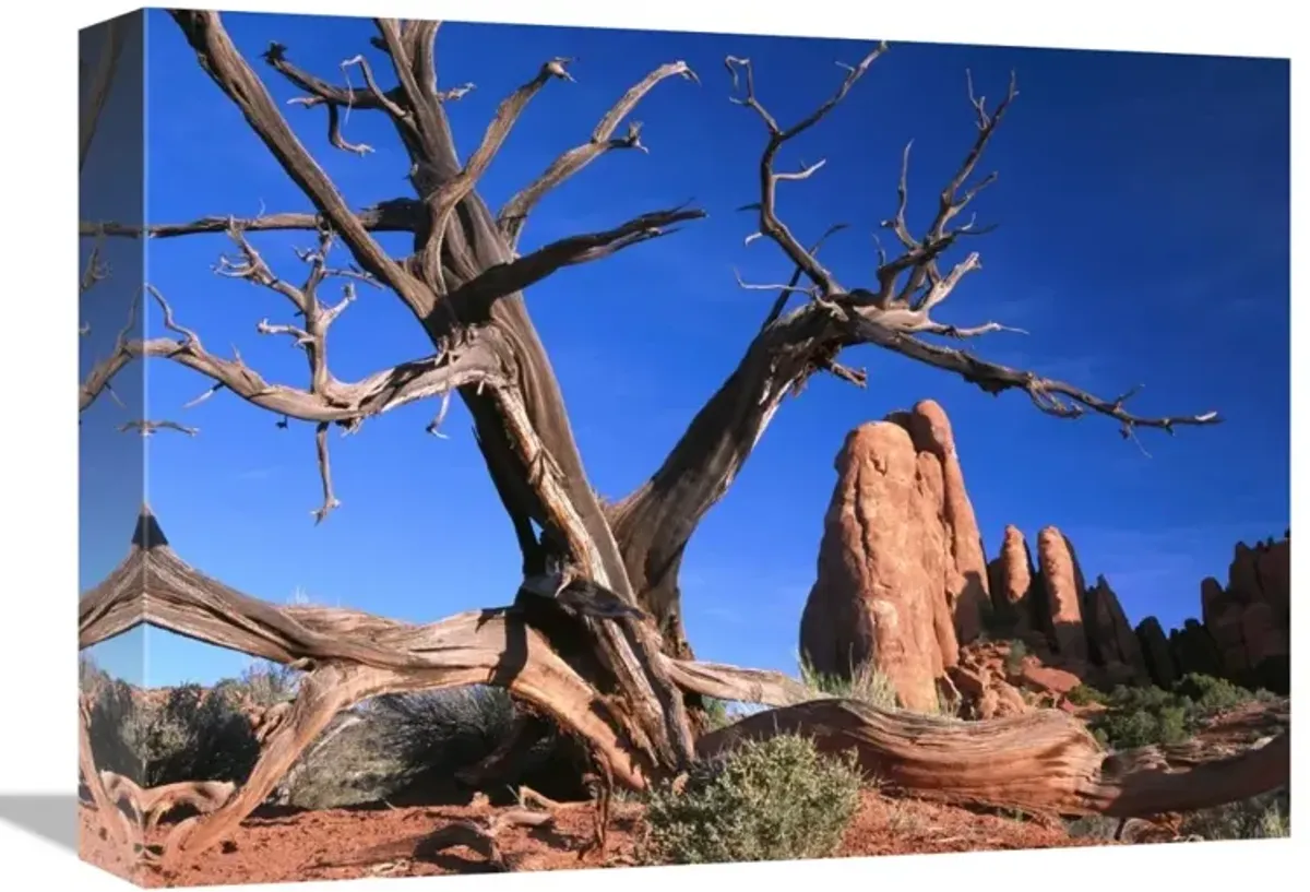 Snag at  Fiery Furnace labyrinth, Arches National Park, Utah-Canvas Art-16x12