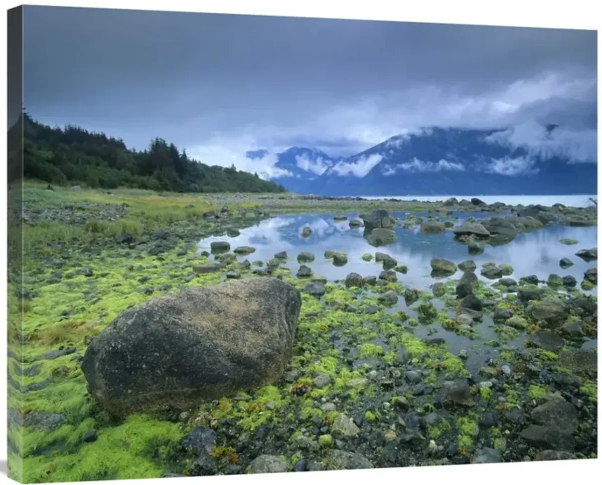 Low tide revealing algae covered rocks, Alaska-Canvas Art-35x28