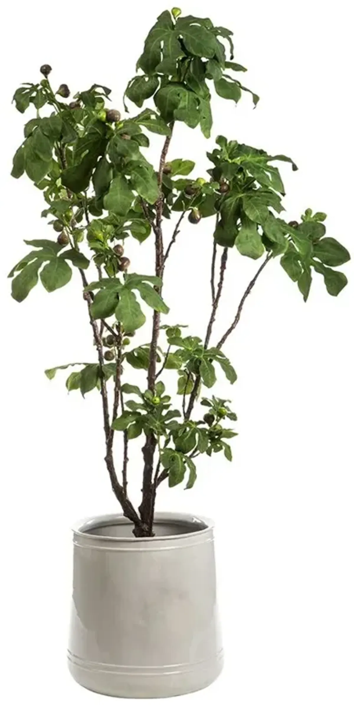 Fig Tree in Pot