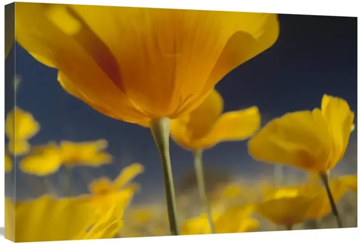 Mexican Golden Poppy detail, New Mexico-Canvas Art-30x20