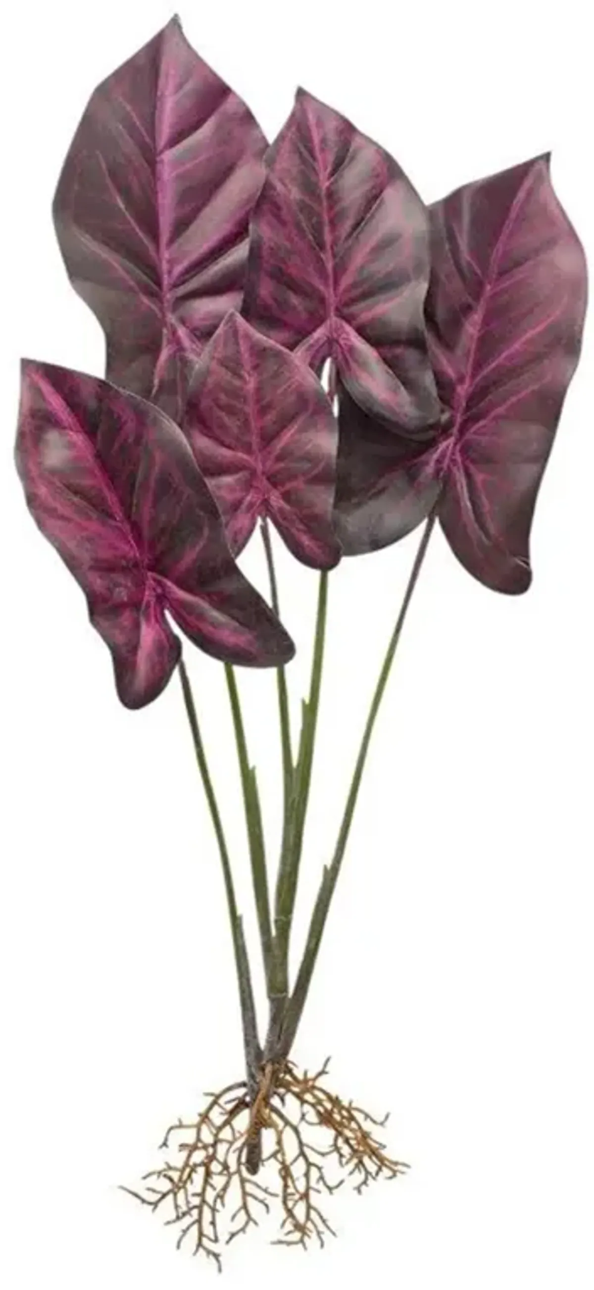 Set of 2 Burgundy Caladium Plants with Root Accents for Vibrant Home Décor and Greenery