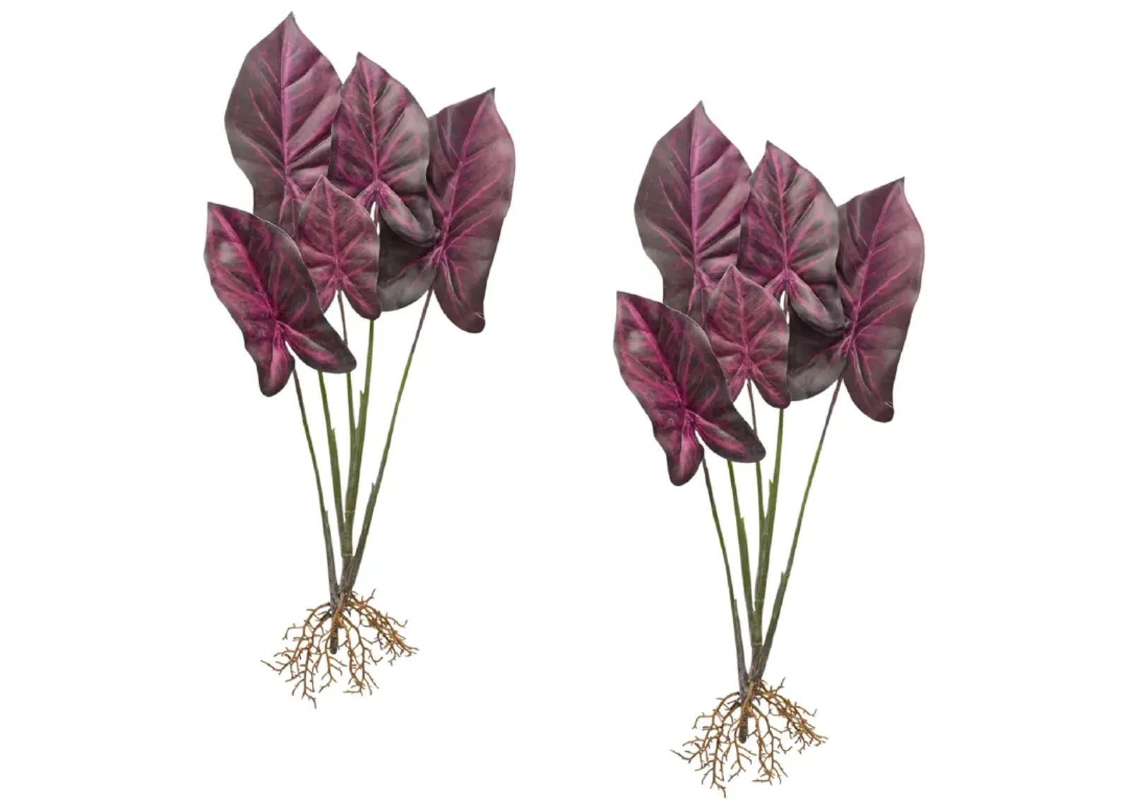 Set of 2 Burgundy Caladium Plants with Root Accents for Vibrant Home Décor and Greenery