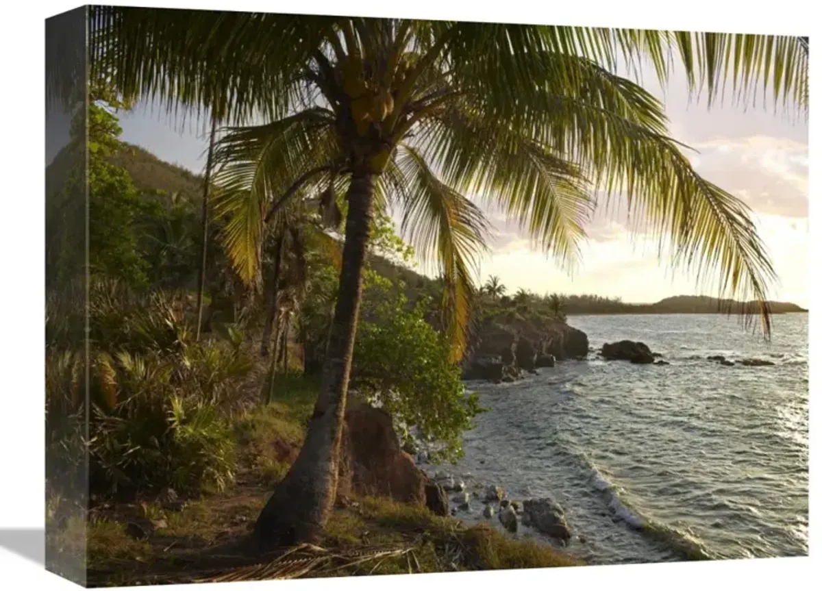 Wilkes Point at sunset with palm trees, Roatan Island, Honduras-Canvas Art-16x12