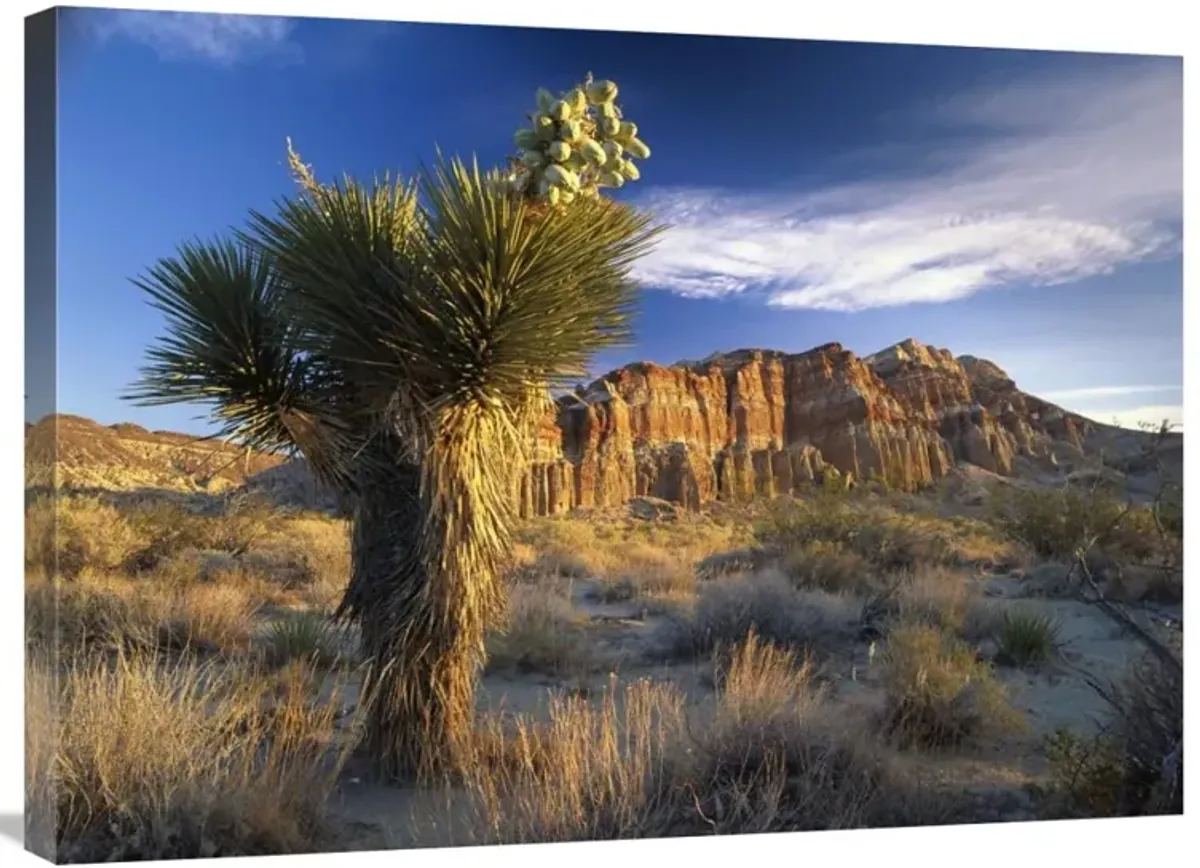Joshua Tree at Red Rock State Park, California-Canvas Art-32x24