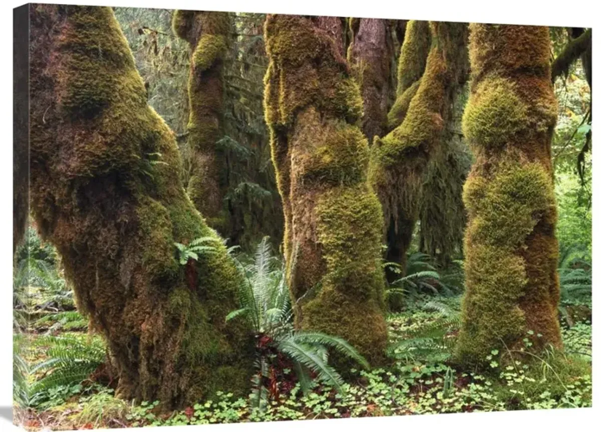 Mossy big-leaf maples, Hoh Rainforest, Olympic National Park, Washington-Canvas Art-32x24