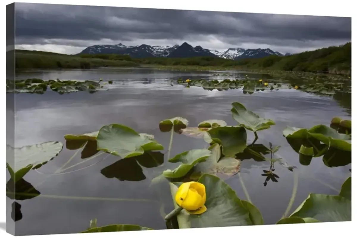 European Yellow Pondlily on pond with overcast sky, Katmai National Park, Alaska-Canvas Art-36x24