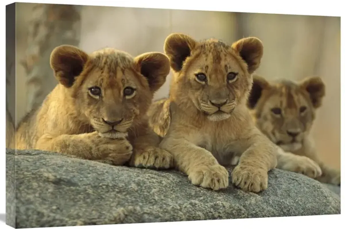 African Lion three cubs resting on a rock, Hwange National Park, Zimbabwe-Canvas Art-30x20
