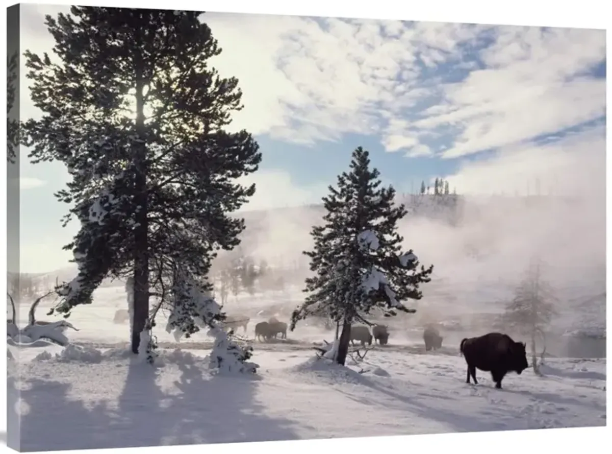 American Bison in winter, Yellowstone National Park, Wyoming-Canvas Art-40x30