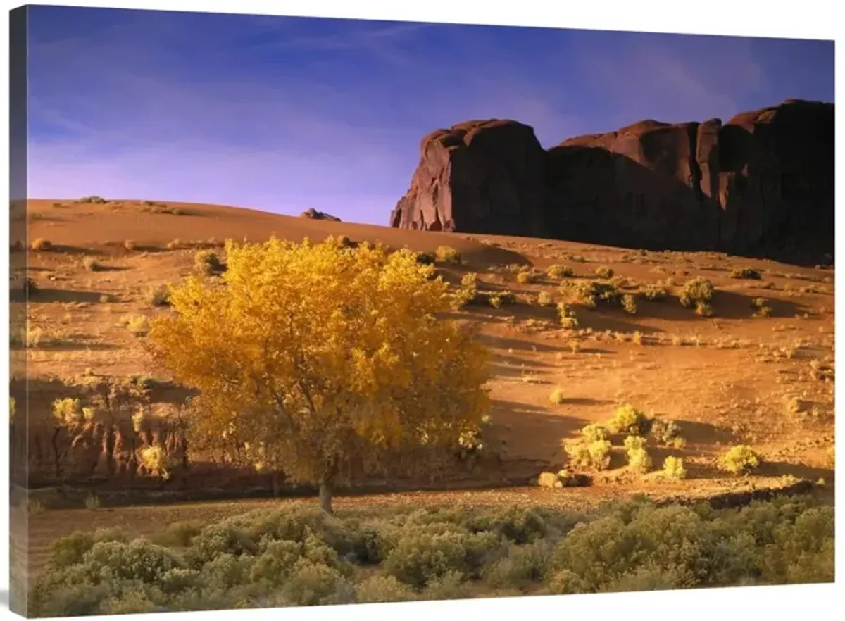 Cottonwood tree and Coyote bush with sand dunes, Monument Valley, Arizona-Canvas Art-40x30