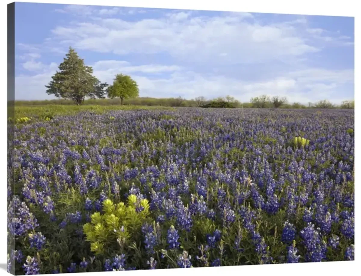 Bluebonnet and Lemon Paintbrush meadow near Albany, Texas-Canvas Art-40x30