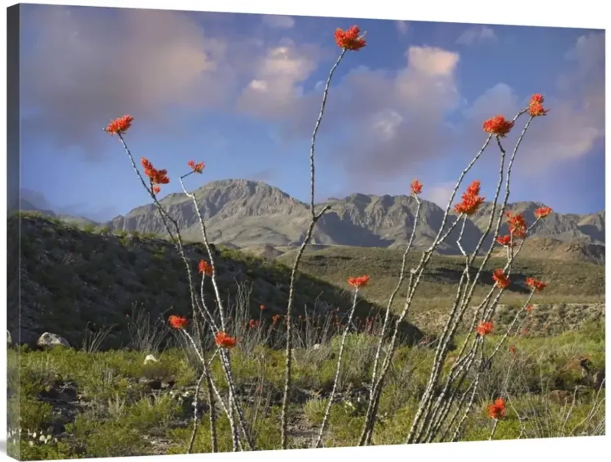 Ocotillo Big Bend Ranch State Park, Chihuahuan Desert, Texas-Canvas Art-40x30