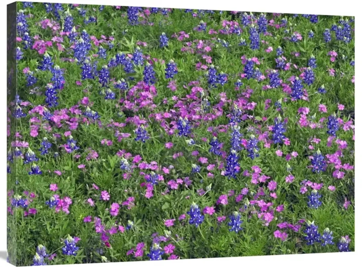 Sand Bluebonnet and Pointed Phlox-Canvas Art-32x24
