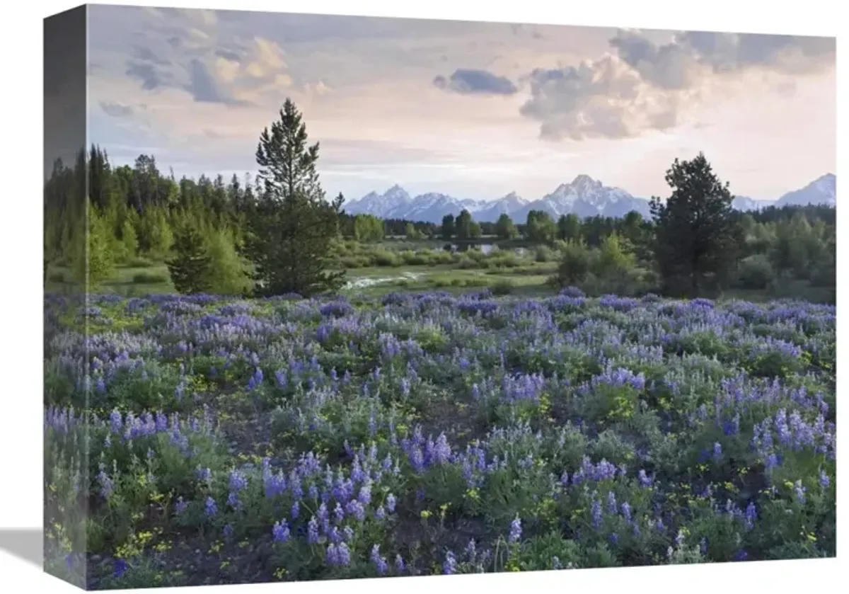 Lupine meadow, Grand Teton National Park, Wyoming-Canvas Art-16x12