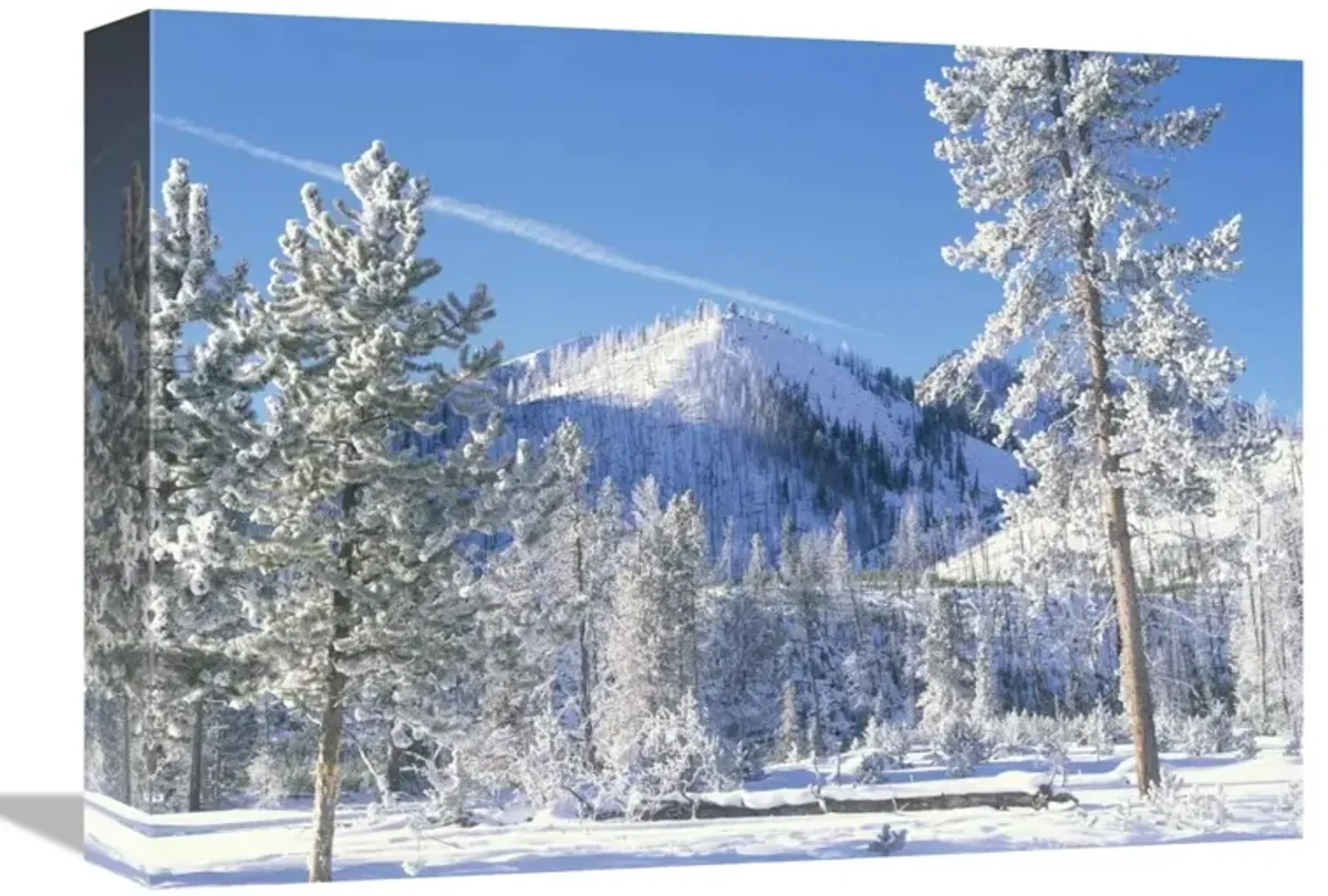 Pine trees covered with snow in winter, Yellowstone National Park, Wyoming-Canvas Art-16x12