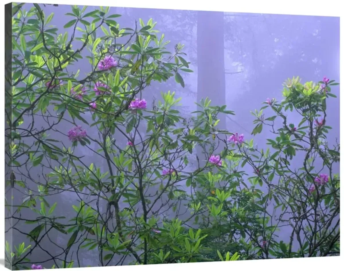 Pacific Rhododendrons in redwood forest interior, Del Norte Coast, Redwood National Park, California-Canvas Art-40x30