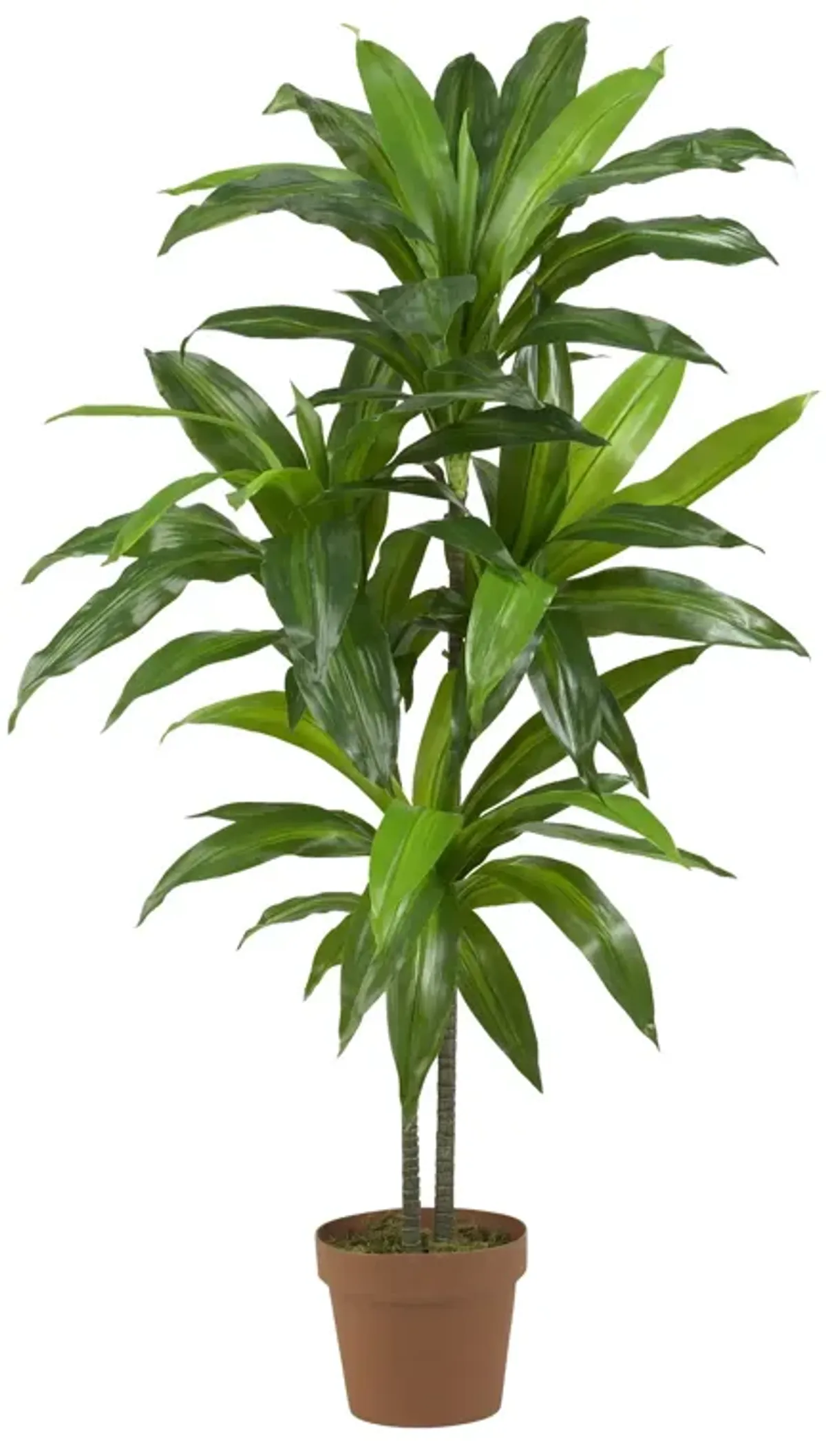 HomPlanti 48 Inches Dracaena Silk Plant (Real Touch)