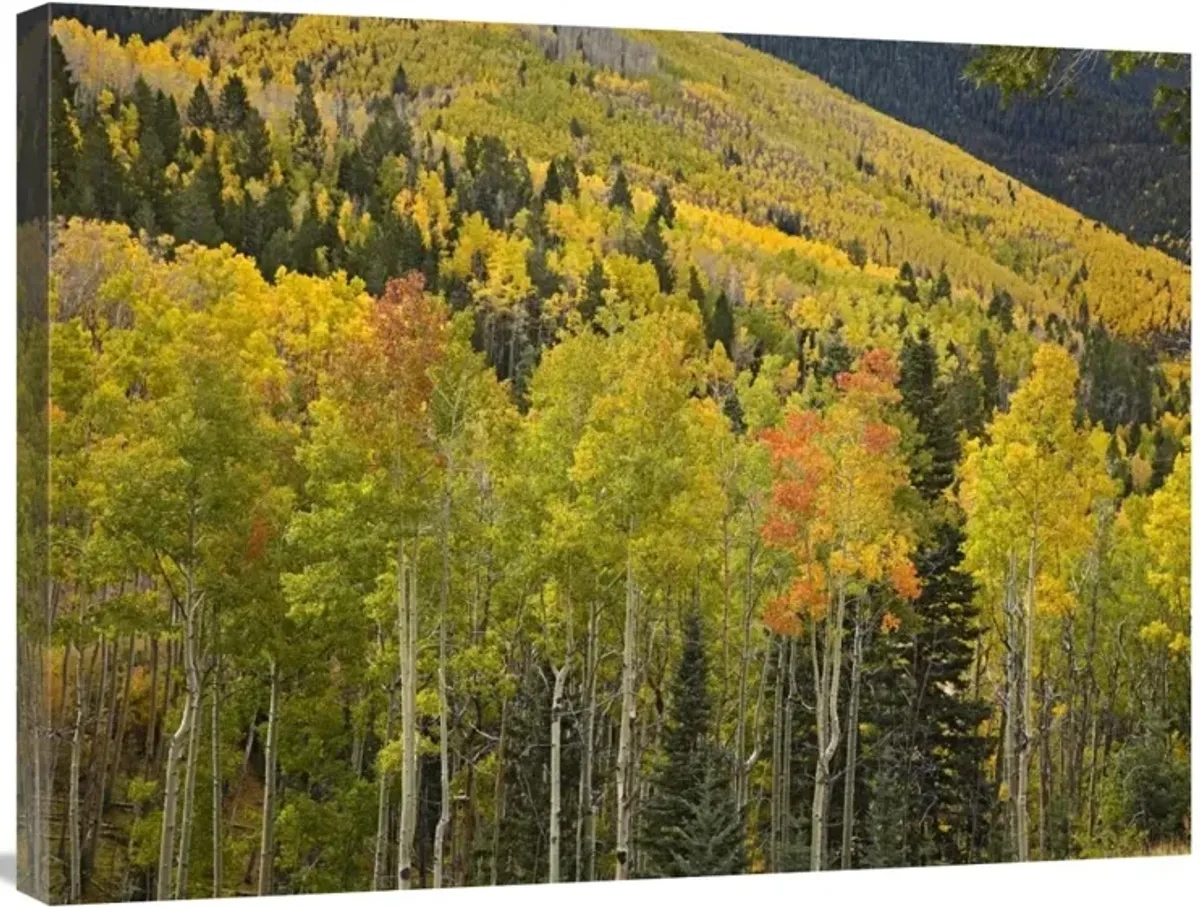 Aspen trees in autumn, Santa Fe National Forest near Santa Fe, New Mexico-Canvas Art-32x24