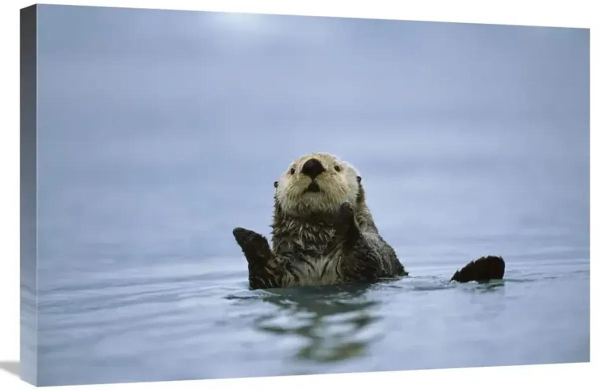 Sea Otter, Prince William Sound, Alaska-Canvas Art-30x20