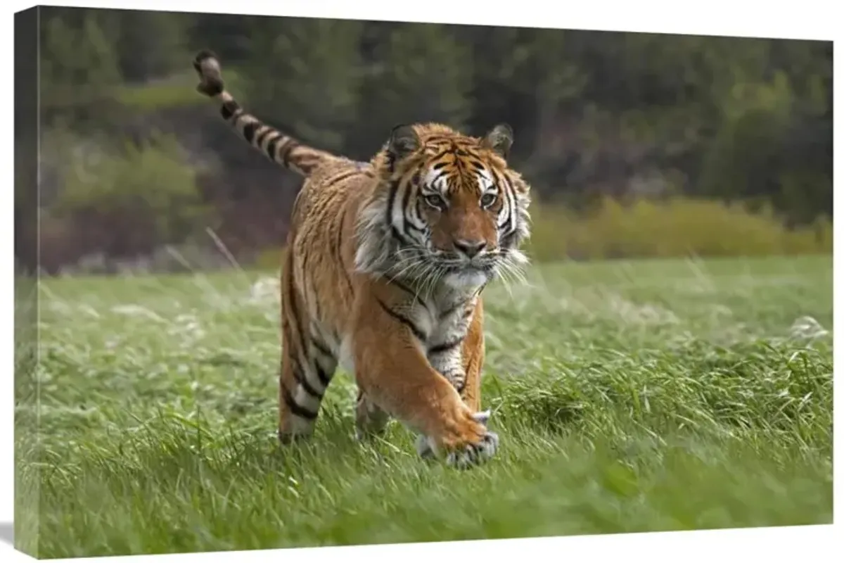 Siberian Tiger running, native to Russia-Canvas Art-30x20