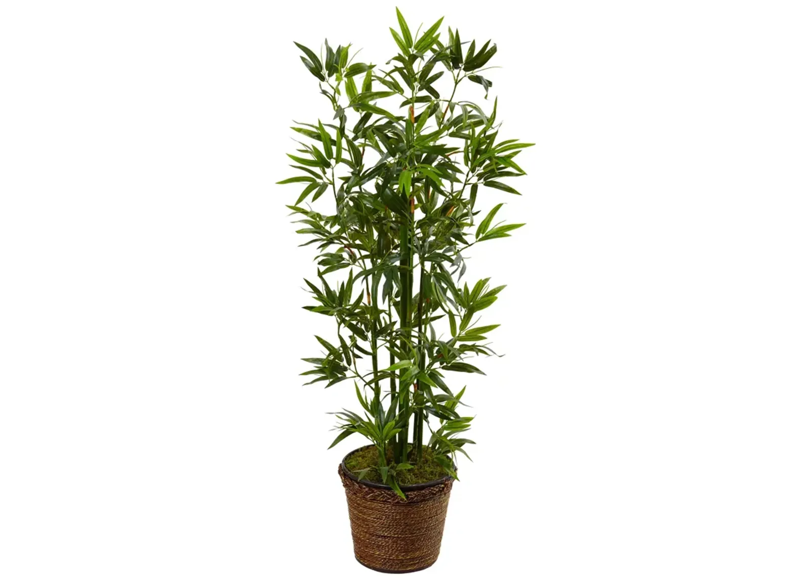 HomPlanti 4 Feet Bamboo Tree in Coiled Rope Planter