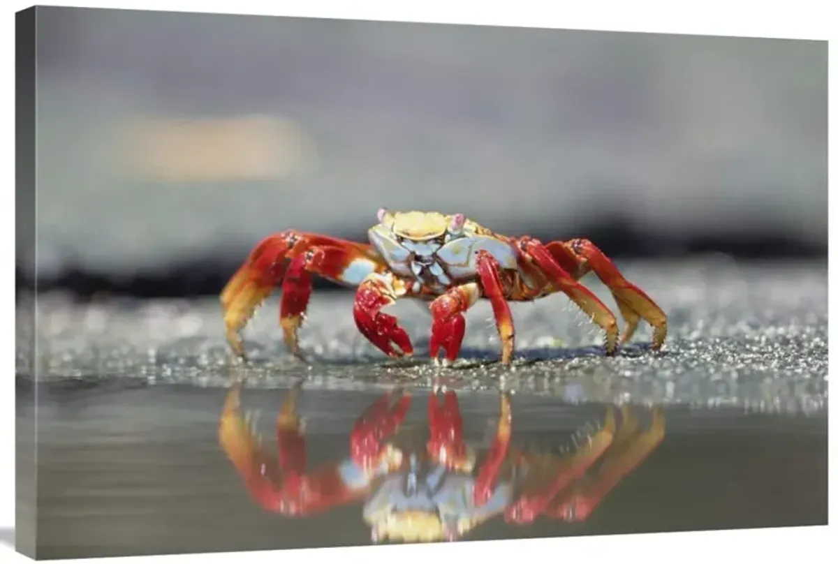 Sally Lightfoot Crab feeding, Punta Espinosa, Galapagos Islands, Ecuador-Canvas Art-36x24
