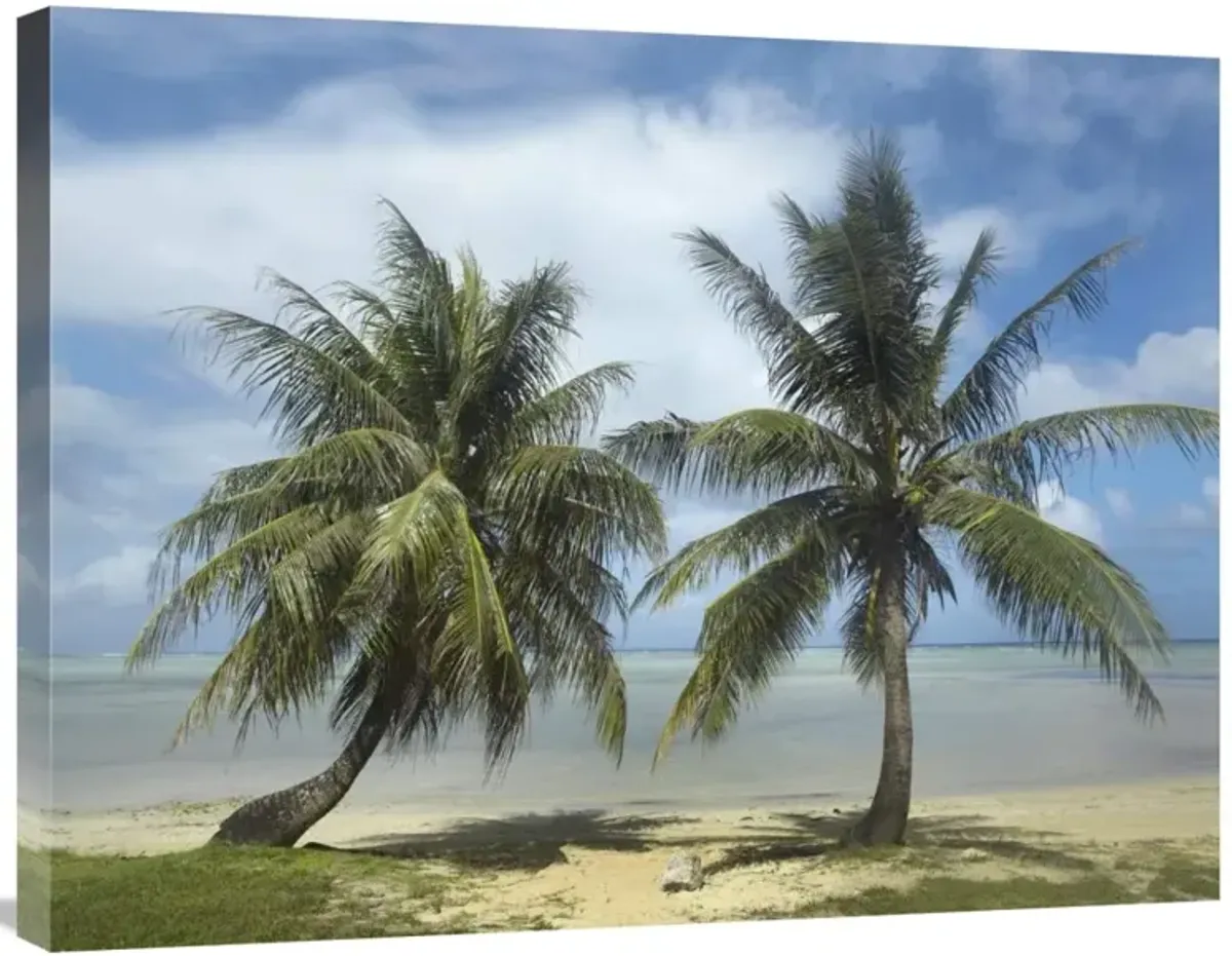 Palm trees, Agana Beach, Guam-Canvas Art-32x24