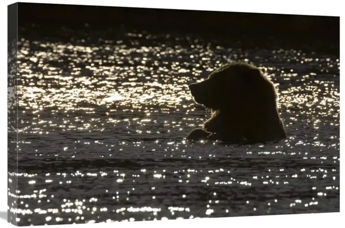 Grizzly Bear in water, Katmai National Park, Alaska-Canvas Art-30x20