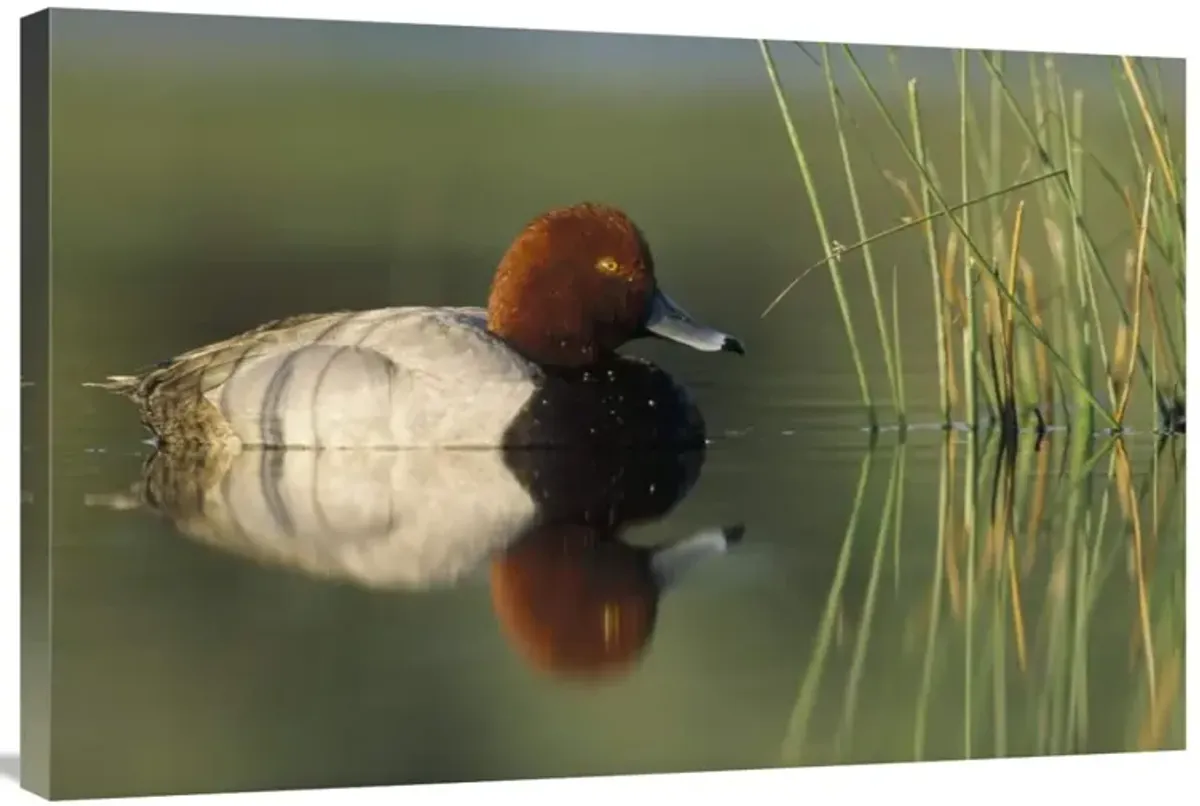 Redhead Duck male, portrait, Moses Lake, Washington-Canvas Art-36x24