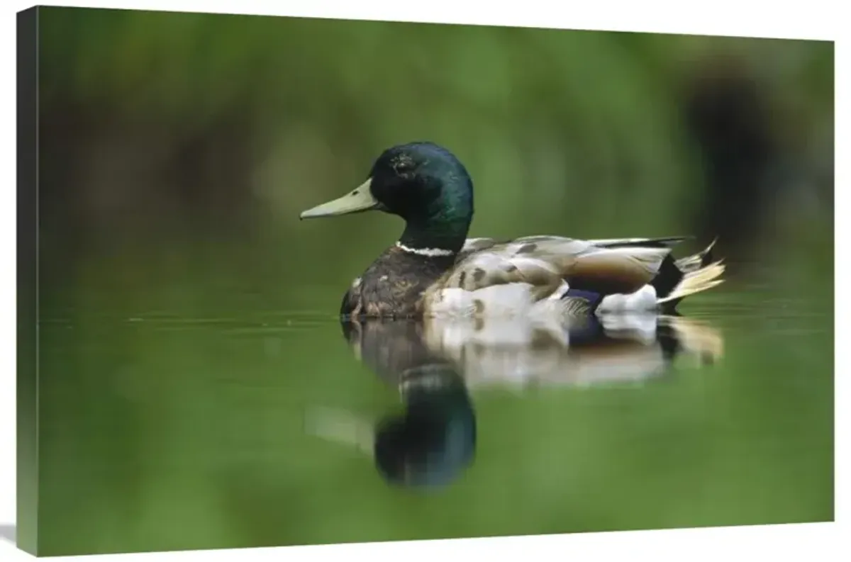 Mallard male portrait, Vancouver Island, British Columbia, Canada-Canvas Art-36x24