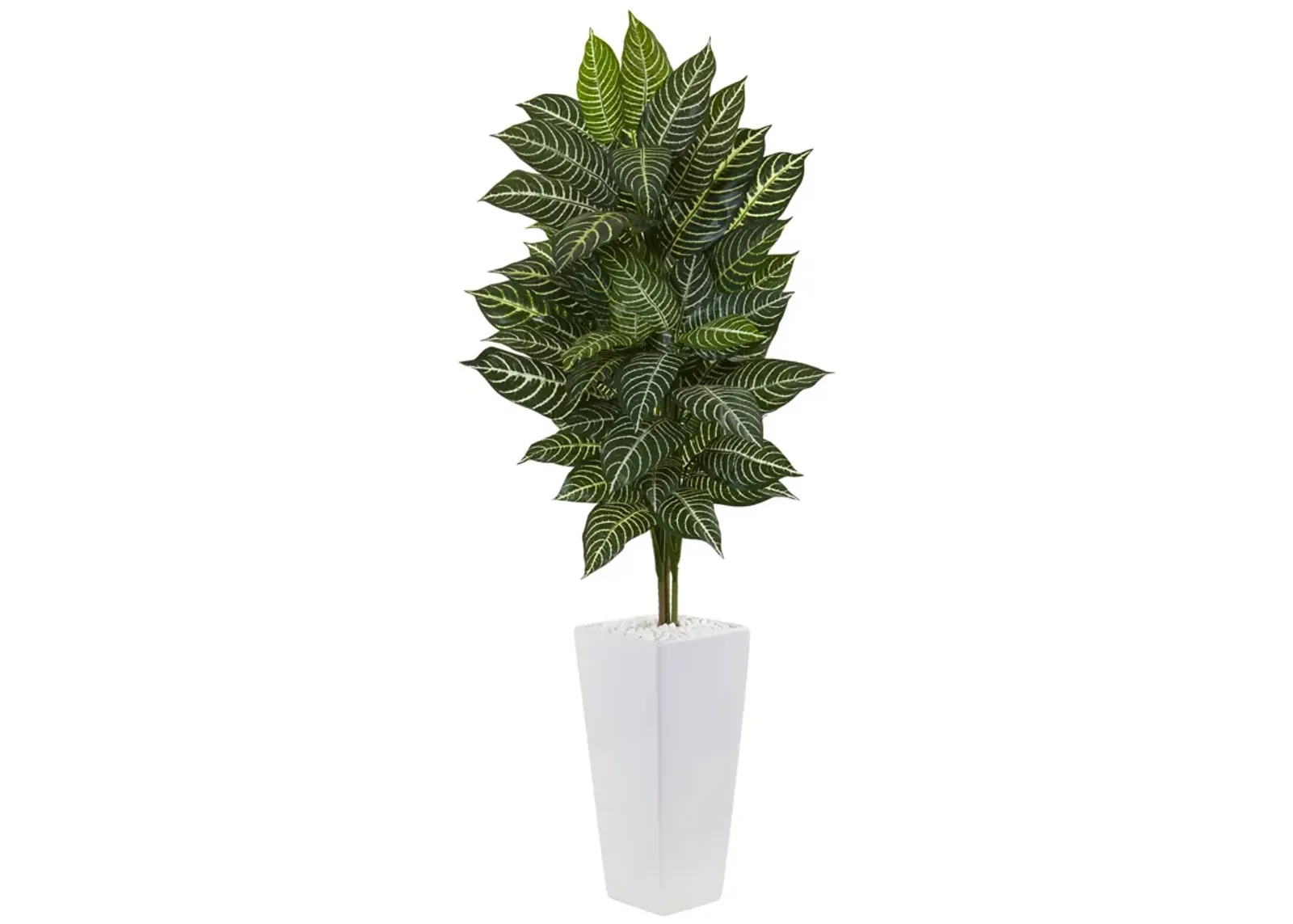 HomPlanti 4" Zebra Plant in White Tower Planter