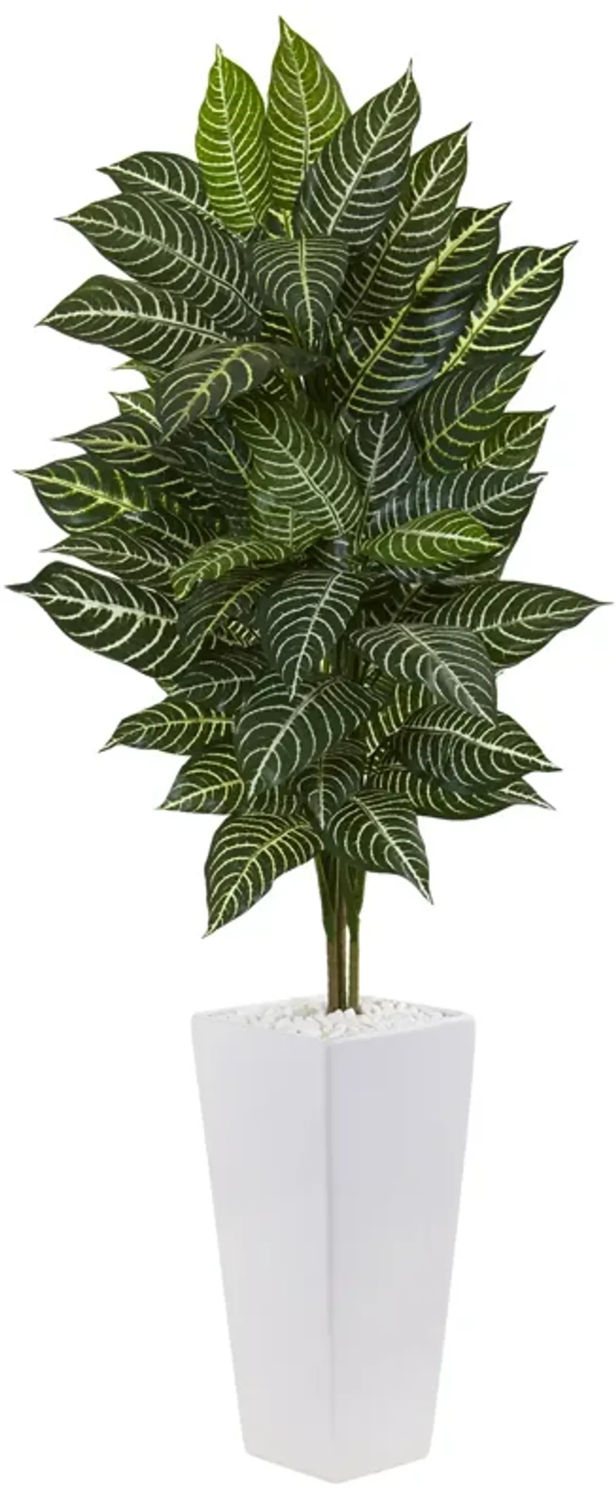 HomPlanti 4" Zebra Plant in White Tower Planter