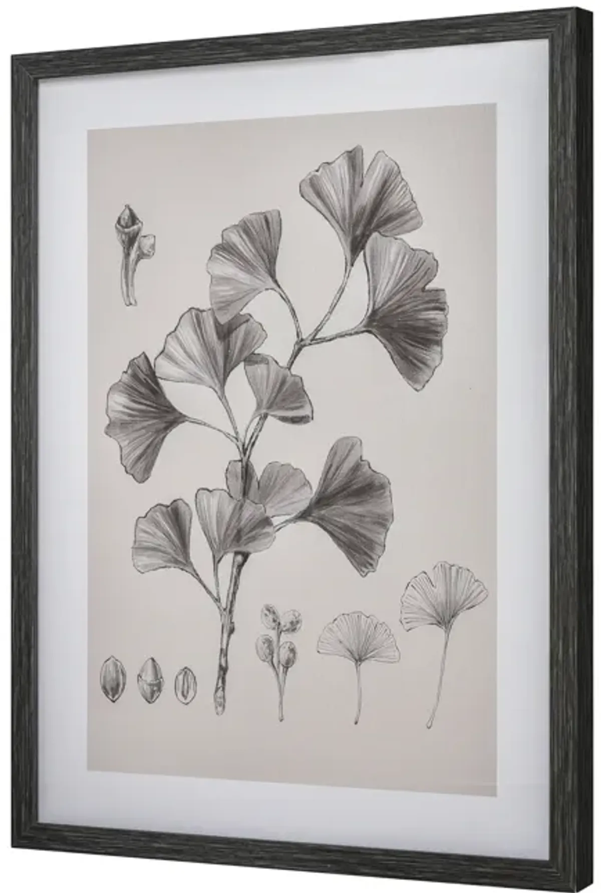 Ginkgo Botanic Wall Art