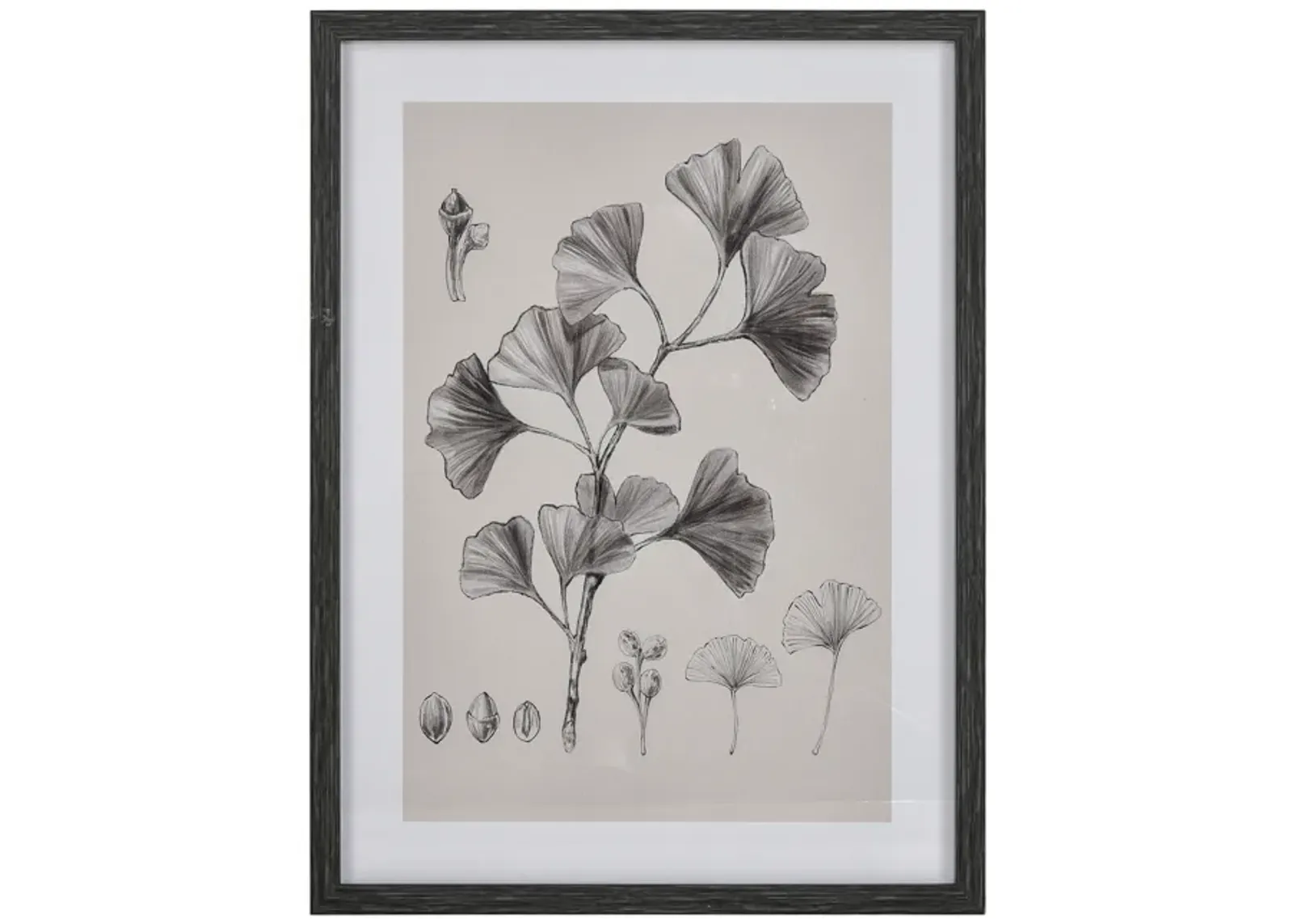 Ginkgo Botanic Wall Art