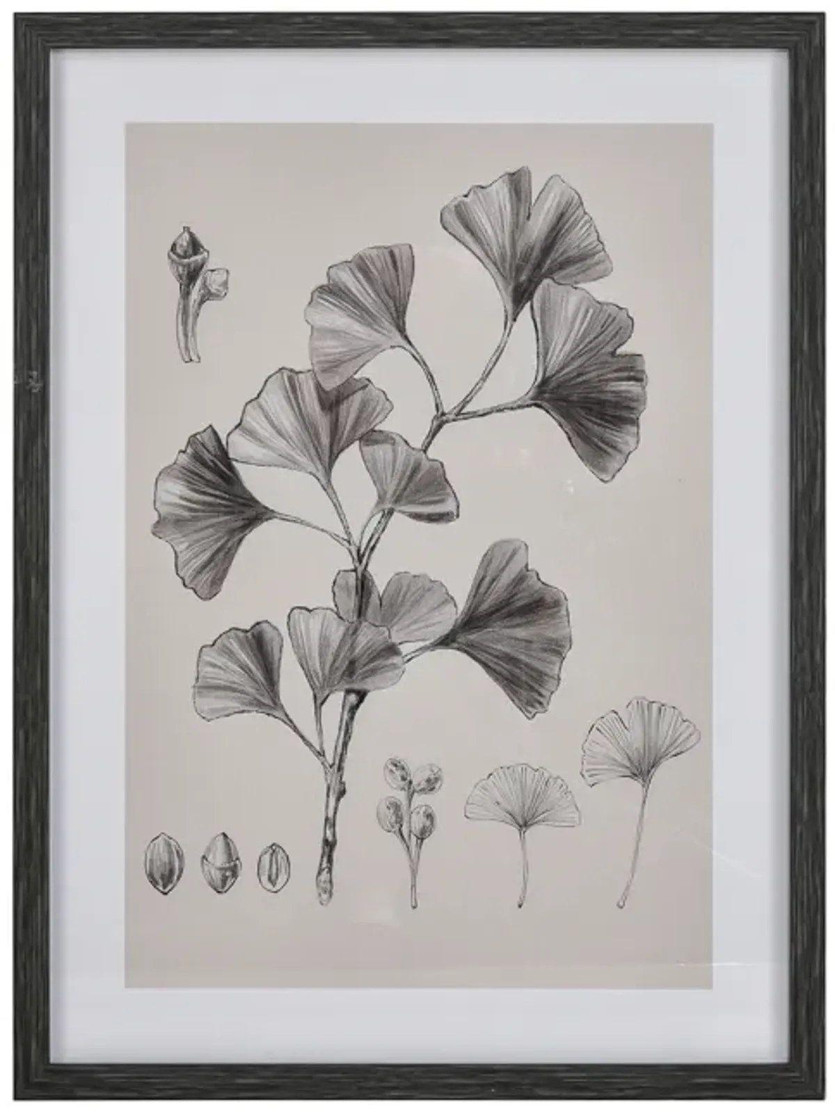 Ginkgo Botanic Wall Art