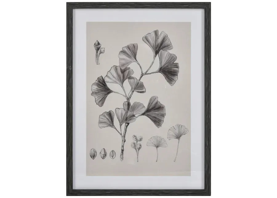 Ginkgo Botanic Wall Art