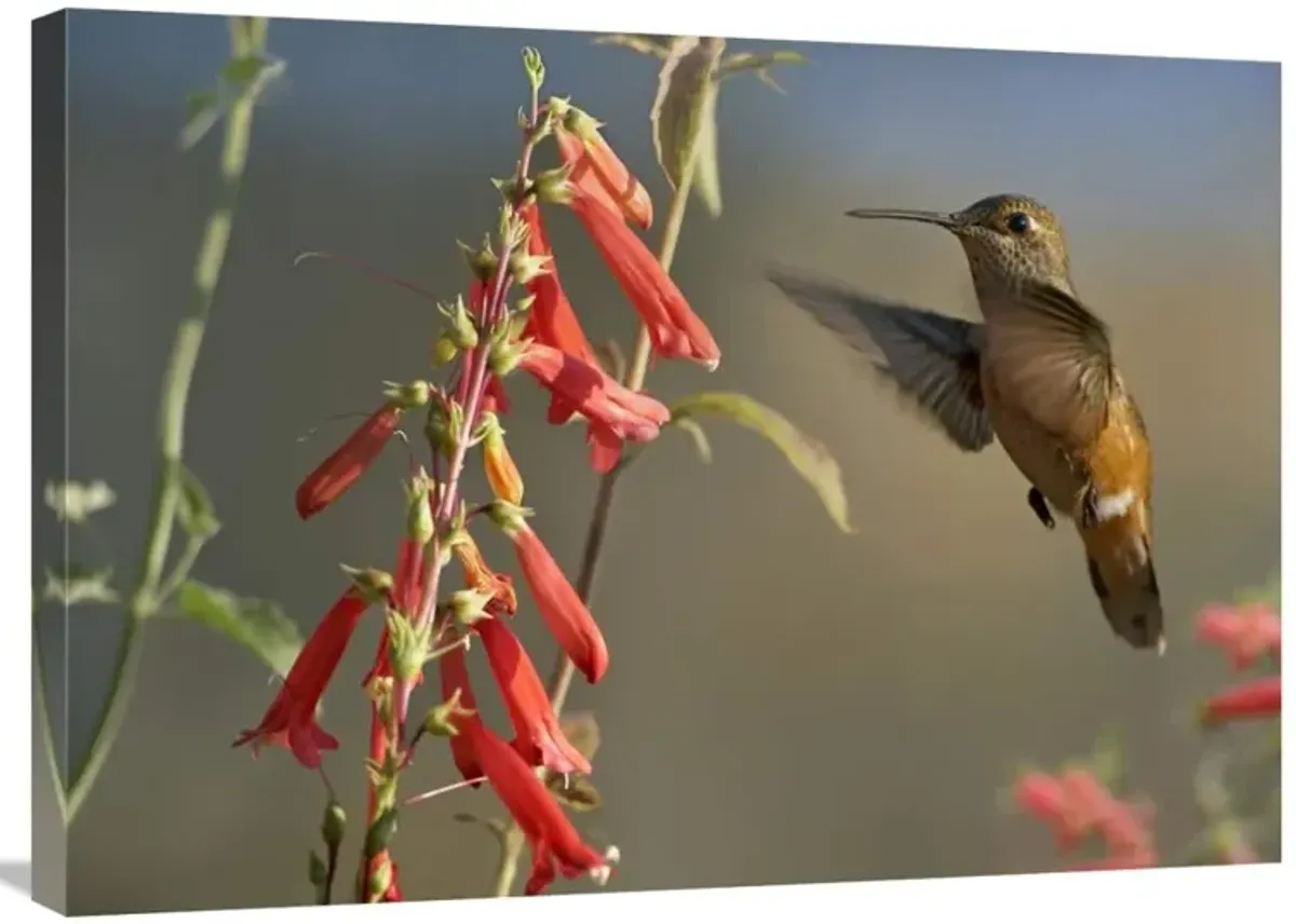 Broad-tailed Hummingbird feeding on flower nectar, Santa Fe, New Mexico-Canvas Art-32x24