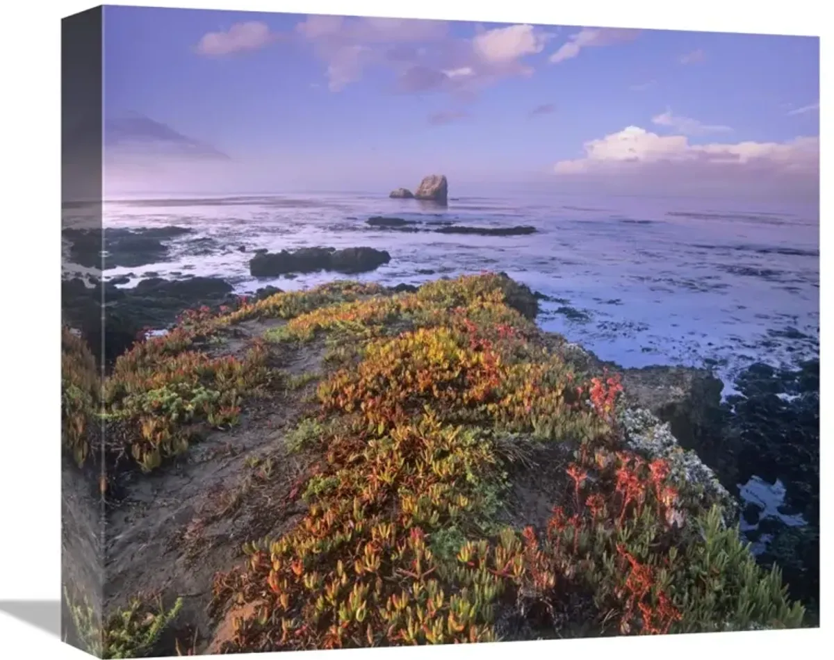 Iceplant covering coastal rocks, Point Piedras Blancas, California-Canvas Art-16x14.08