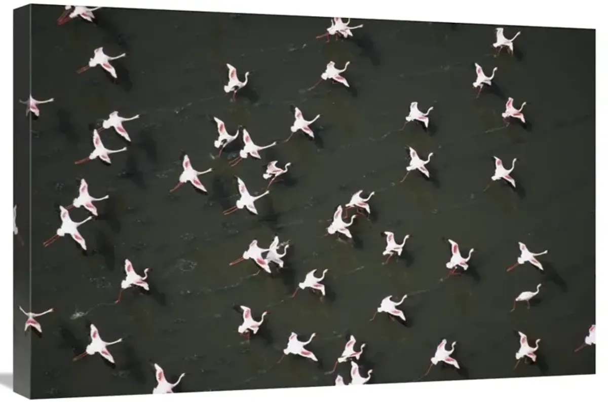Lesser Flamingo flock taking flight from the surface of a lake, Kenya-Canvas Art-30x20