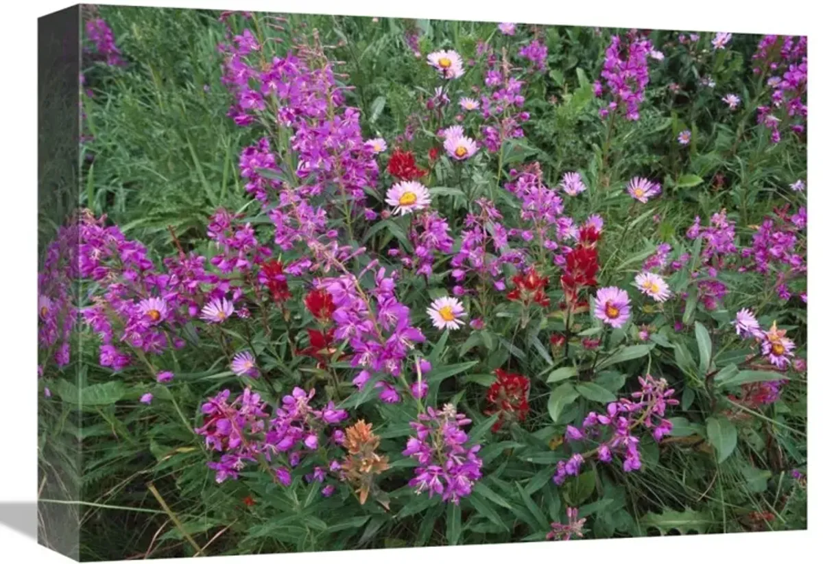 Fireweed Asters and Paintbrush , North America-Canvas Art-16x12