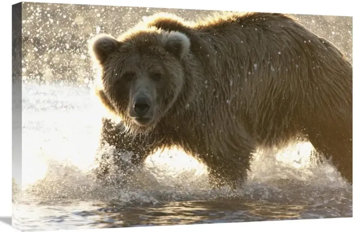 Grizzly Bear foraging for salmon in stream, Katmai National Park, Alaska-Canvas Art-30x20