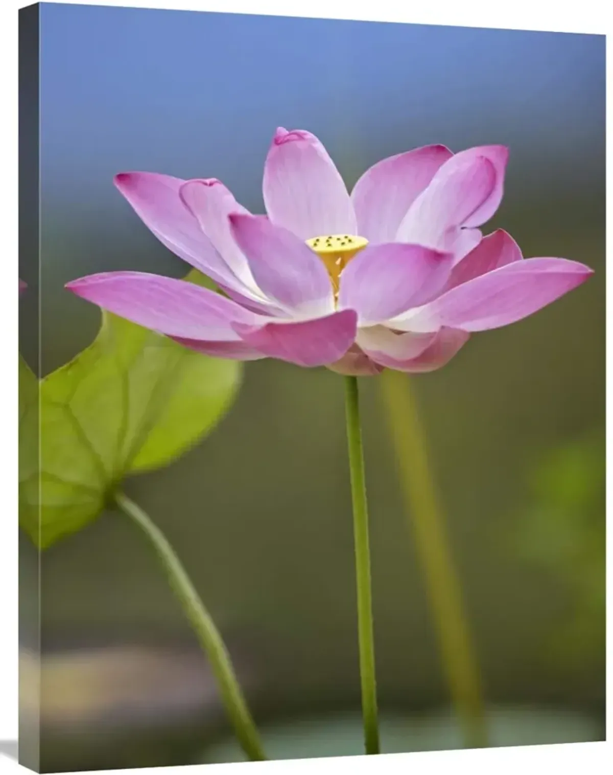 Sacred Lotus flower, native to Asia-Canvas Art-24x32