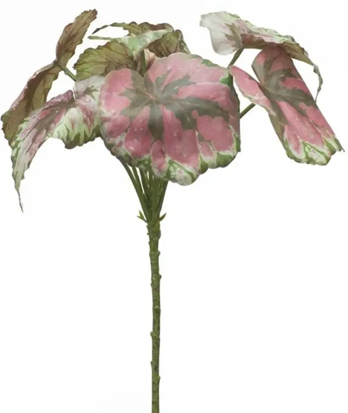 Set of 2 Variegated Begonia Leaf Bushes for Lush Home Décor and Indoor Greenery